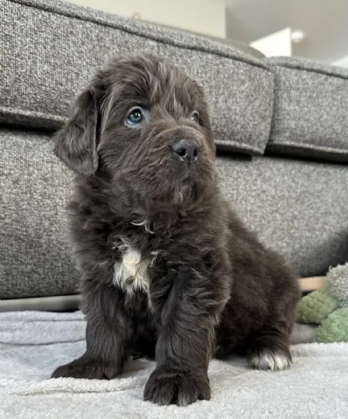 Bellissimo cucciolo di Terranova marrone