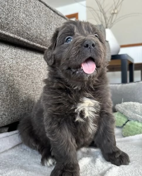 Bellissimo cucciolo di Terranova marrone | Foto 0