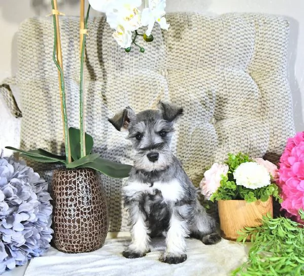 Adorabili Schnauzer Nani | Foto 0