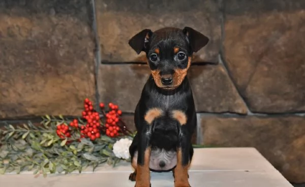 Pinscher Nani 2 maschi / 1 femmina