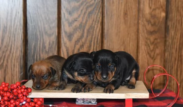 Pinscher Nani 2 maschi / 1 femmina | Foto 0