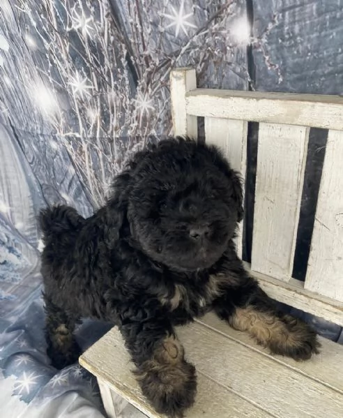 adorabili cuccioli di Mini Aussiedoodle