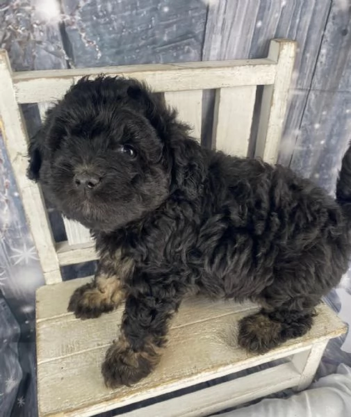 adorabili cuccioli di Mini Aussiedoodle | Foto 0