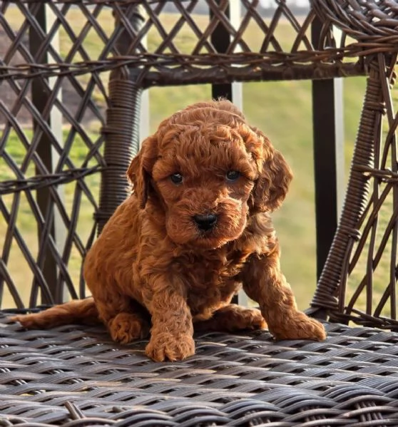 adorabili cuccioli di Goldendoodle Mini F1BB 