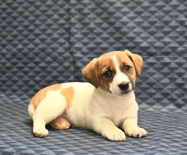 cuccioli di Jack Russell Terrier