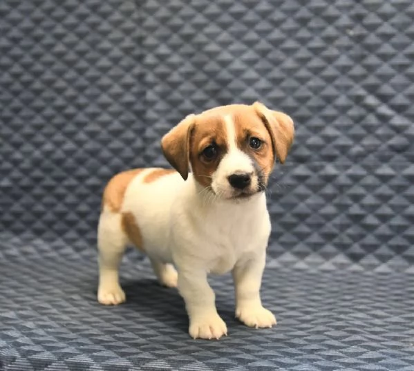 cuccioli di Jack Russell Terrier | Foto 0