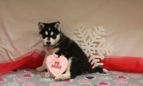 cuccioli di Alaskan Malamute