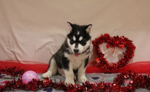 cuccioli di Alaskan Malamute | Foto 0