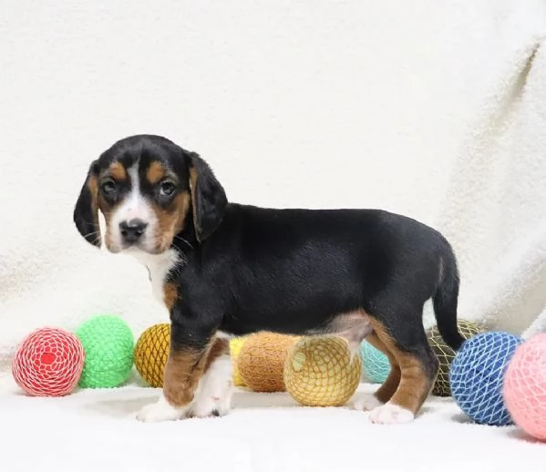 adorabili cuccioli di Beagle.