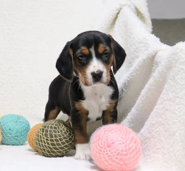 adorabili cuccioli di Beagle. | Foto 0