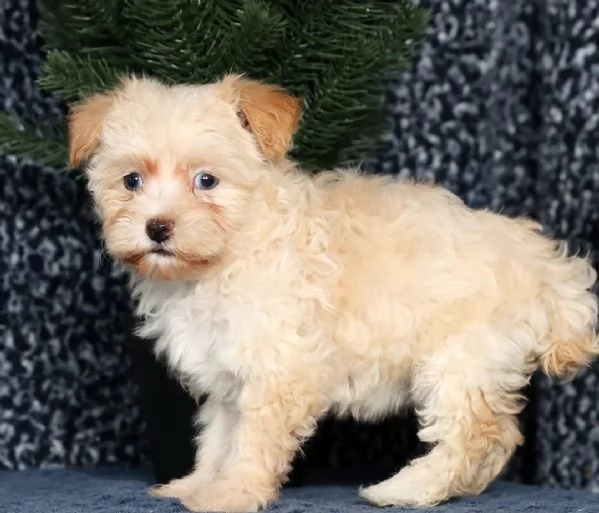  adorabili Bichon sono un piccolo  | Foto 0