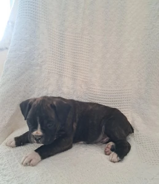 Bellissimi cuccioli di boxer saltellanti!! | Foto 0