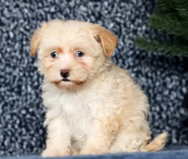 adorabile Mini Cavapoo.. | Foto 0