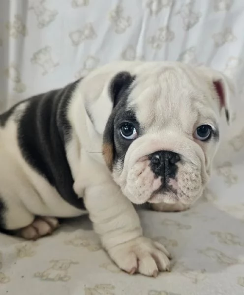 bulldog inglese 