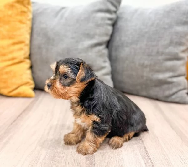 Yorkie cuccili