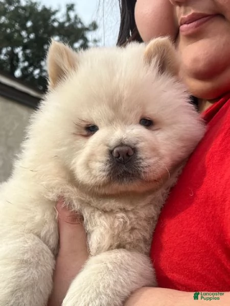 Chow chow cuccioli