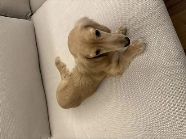 Vendo bassotto  | Foto 4