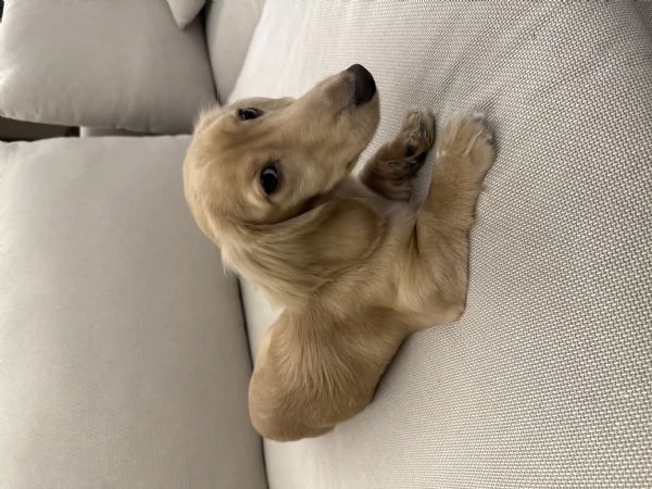 Vendo bassotto  | Foto 2