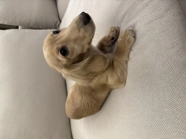 Vendo bassotto  | Foto 1