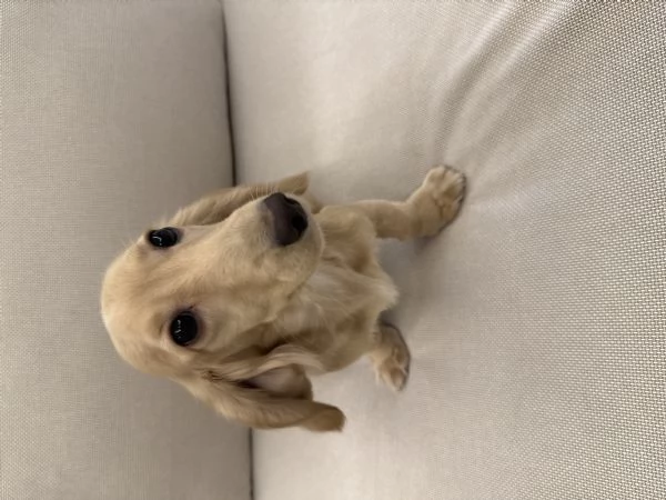 Vendo bassotto  | Foto 0