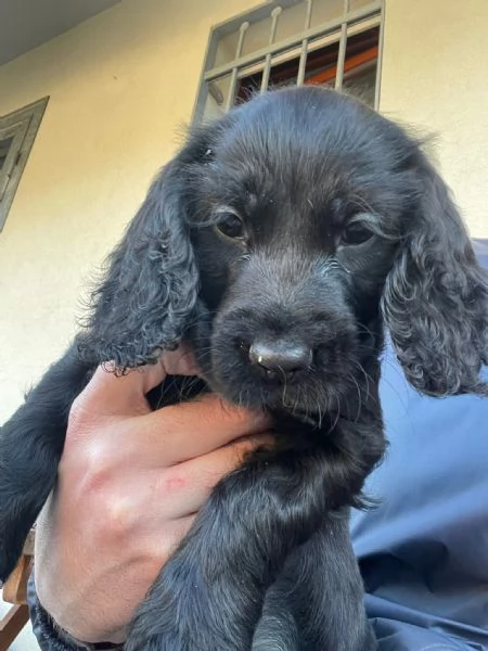 Vendo cuccioli cocker spaniel  | Foto 0