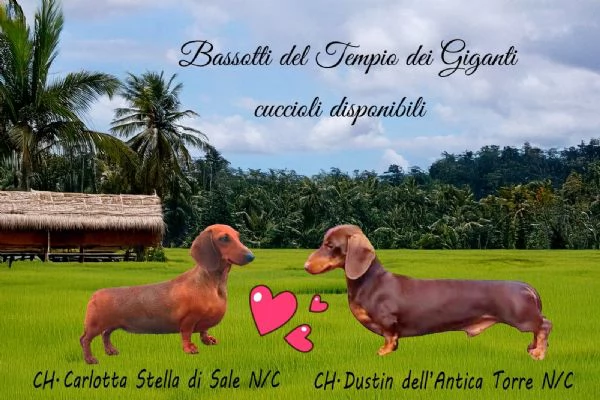 Cuccioli di bassotto nano  | Foto 1