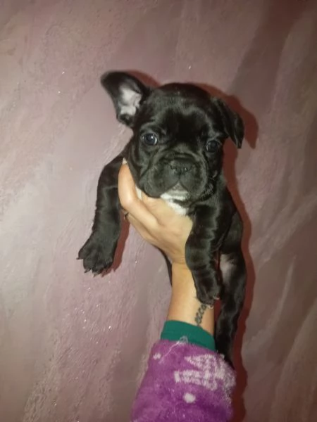 Cuccioli bulldog francese  | Foto 1