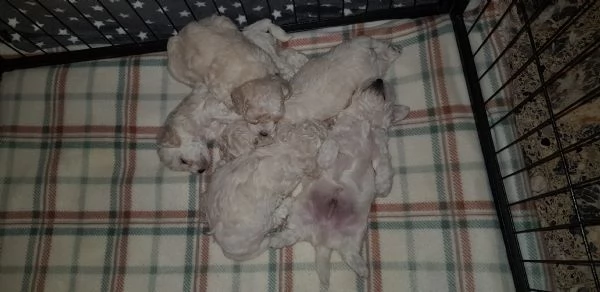 Bichon fris&egrave; a poil 