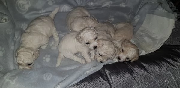 Bichon fris&egrave; a poil  | Foto 3