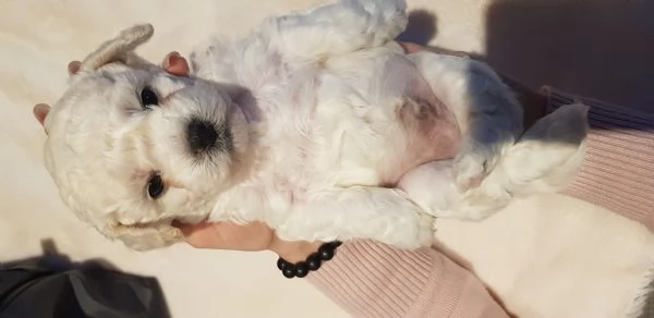 Bichon fris&egrave; a poil  | Foto 2