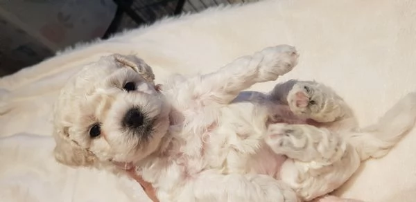 Bichon fris&egrave; a poil  | Foto 1