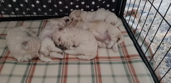 Bichon fris&egrave; a poil  | Foto 0