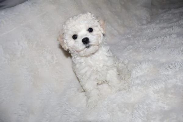 BICHON A P&ograve;IL FRIS&egrave;  | Foto 4