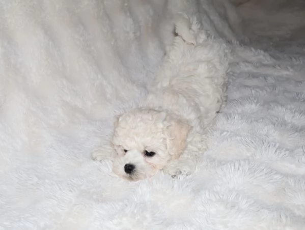 BICHON A P&ograve;IL FRIS&egrave;  | Foto 3