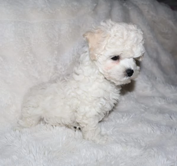 BICHON A P&ograve;IL FRIS&egrave;  | Foto 2