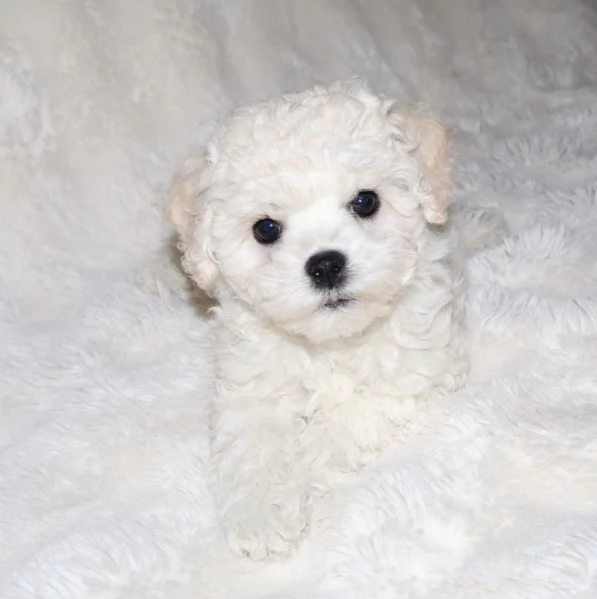 BICHON A P&ograve;IL FRIS&egrave;  | Foto 1