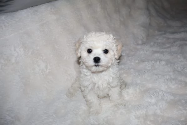 BICHON A P&ograve;IL FRIS&egrave;  | Foto 0