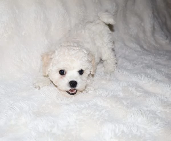 BICHON A P&ograve;IL FRIS&egrave; 