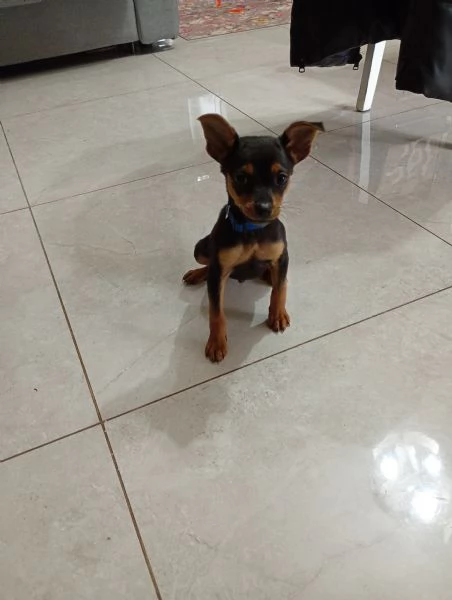 Cane pincher 2 mesi maschio | Foto 0