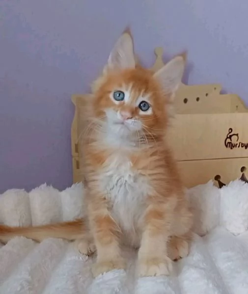 Cuccioli gatti Maine Coon