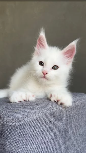 Cuccioli Maine Coon maschi e femmine