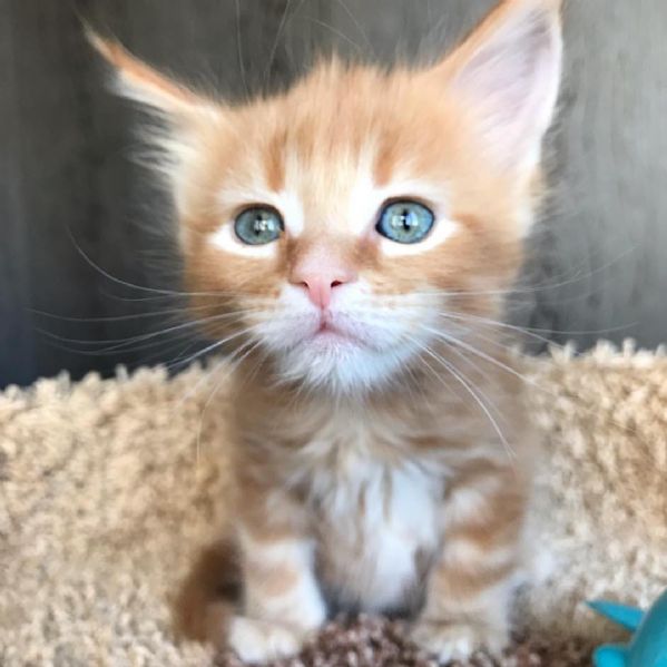 Maine coon cuccioli !!! | Foto 0