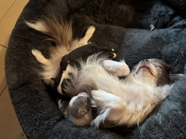 Vendita cuccioli di chihuahua 