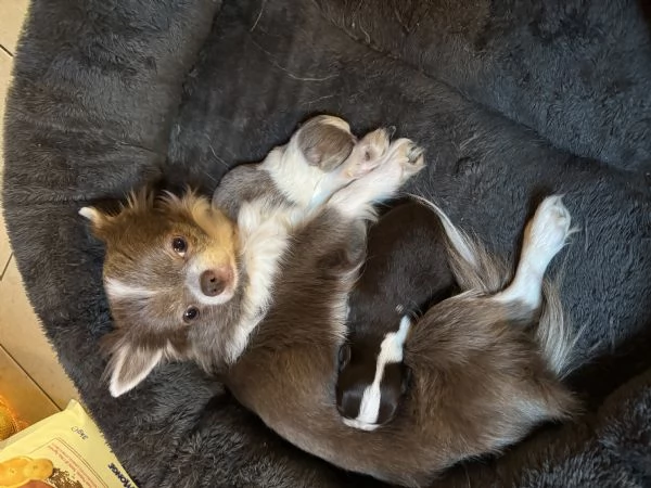 Vendita cuccioli di chihuahua  | Foto 4