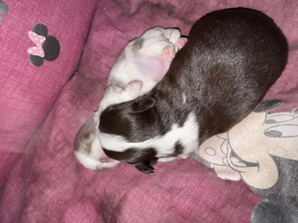 Vendita cuccioli di chihuahua  | Foto 2