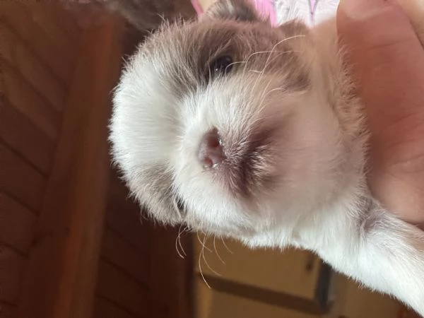 Vendita cuccioli di chihuahua  | Foto 1