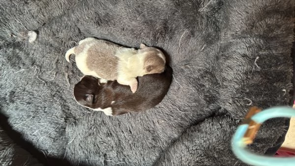 Vendita cuccioli di chihuahua  | Foto 0