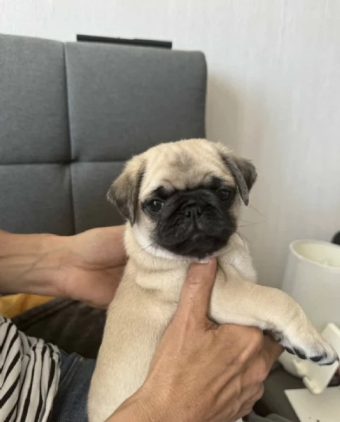   REGALO CARLINO 