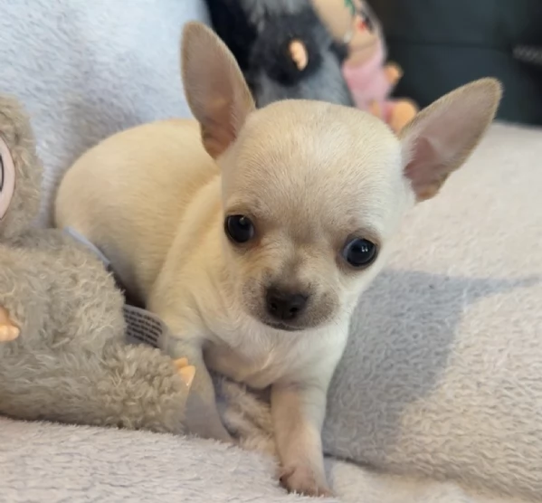 REGALO CHIHUAHUA TOY MERAVIGLIOSI 