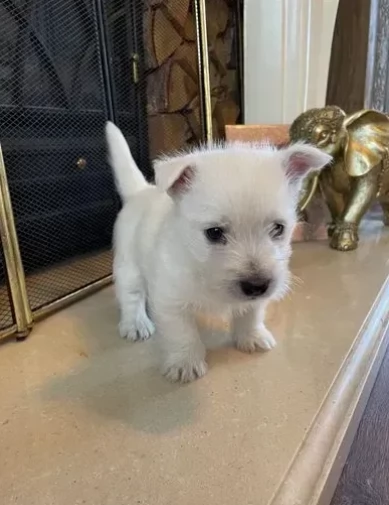 Bellissimi cuccioli di west highland terrier